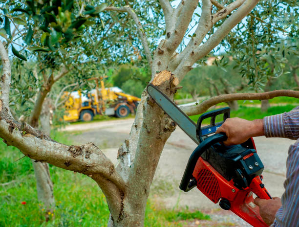 Tree Health Inspection in Hartsville, TN